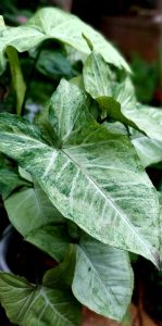 arrowhead plant, ornamental plant, houseplant-7023626.jpg
