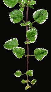 incense plant, moth king, flower background-2558107.jpg