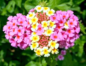 lantana camara, beautiful flowers, flowers-53777.jpg