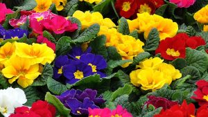 primrose, spring flowers, motley-1228935.jpg