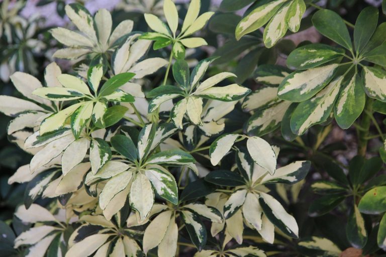 shefflera, white-green leaves, leaves-1762829.jpg