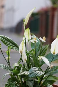 spathiphyllum, flowers, cleaning air-5102826.jpg
