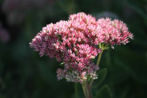 stonecrop, sedum, hybrid-3673203.jpg
