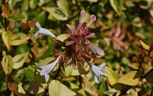 variegated abelia, flower, blossom-2476204.jpg