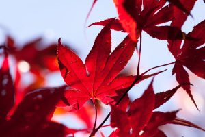 maple, fall, leaf-1804170.jpg