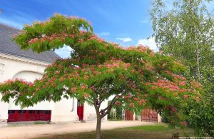 Albizia julibrissin
