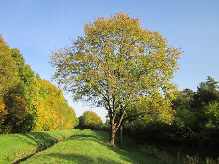 fraxinus excelsior, ash, nature-844653.jpg