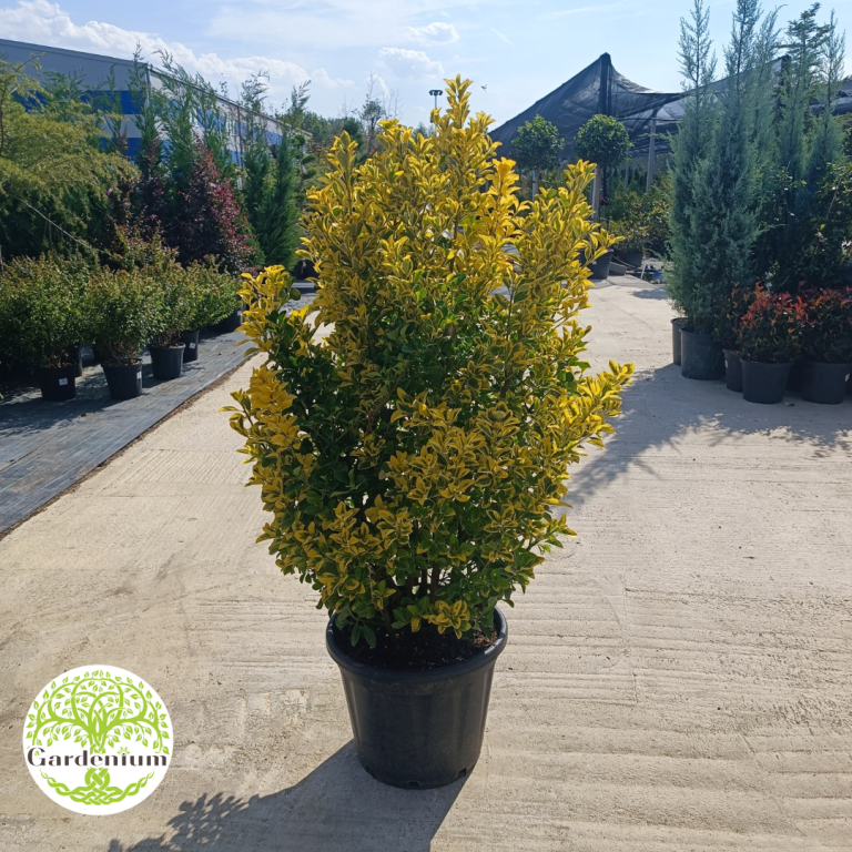Gardenium vrtni centar Novi Sad – fotografija 33