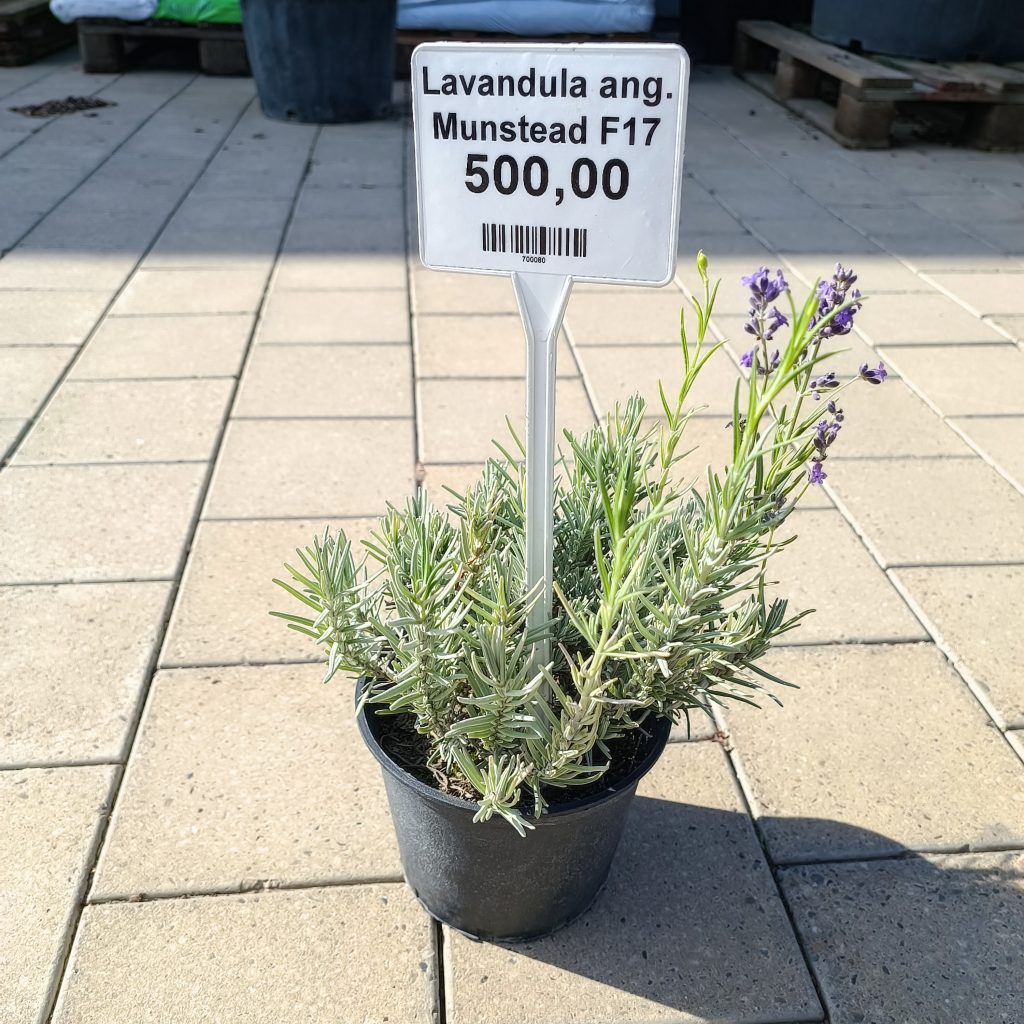 Lavandula angustifolia ‘Munstead’ F17