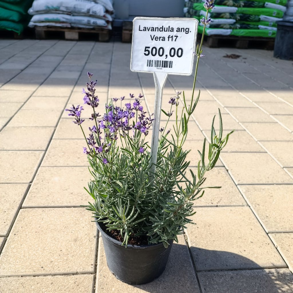 Lavandula angustifolia ‘Vera’ F17