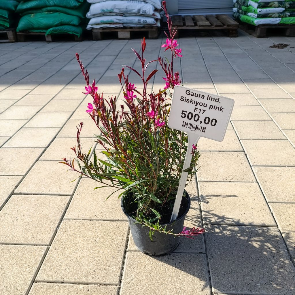 Gaura lindheimeri ‘Siskiyou Pink’ F17