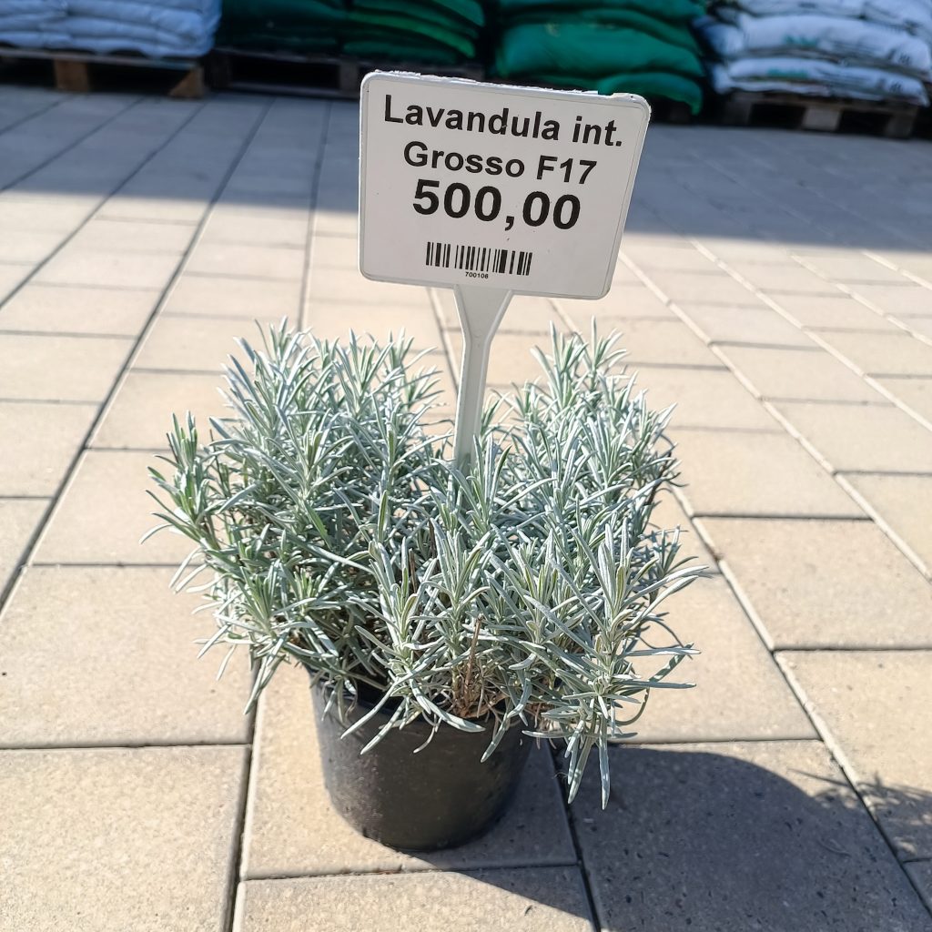 Lavandula intermedia ‘Grosso’