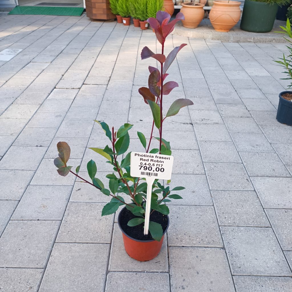 Photinia fraseri ‘Red Robin’ F17 (0,4-0,5 m)