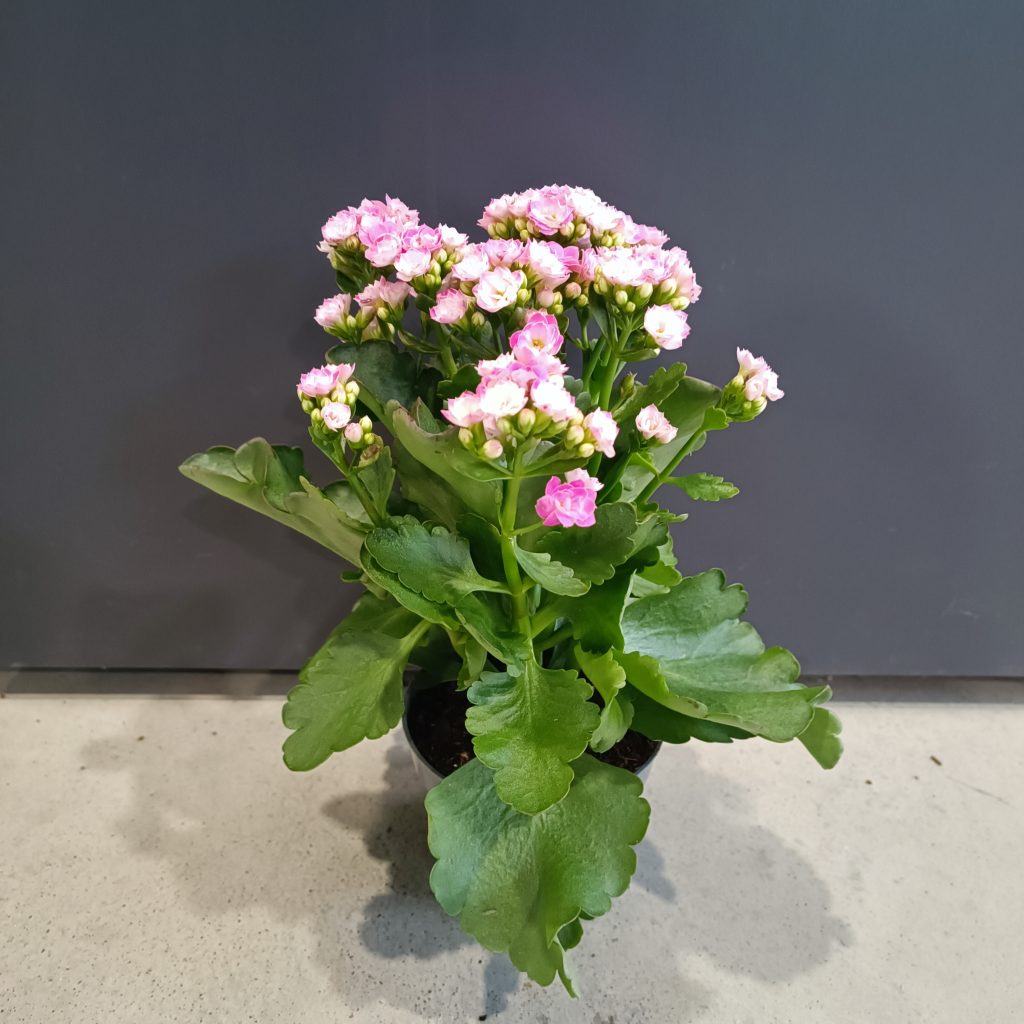 Kalanchoe (Kalanhoja)