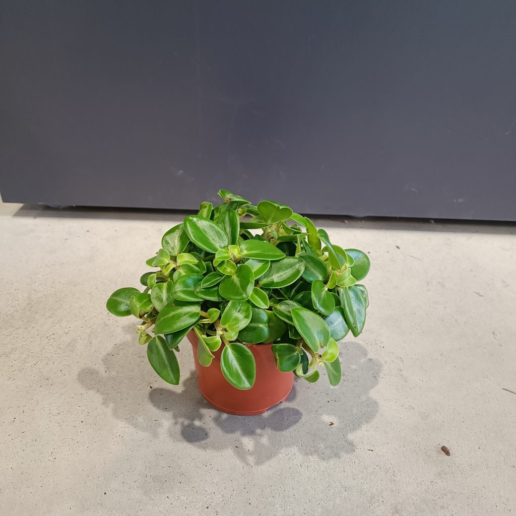 Peperomia