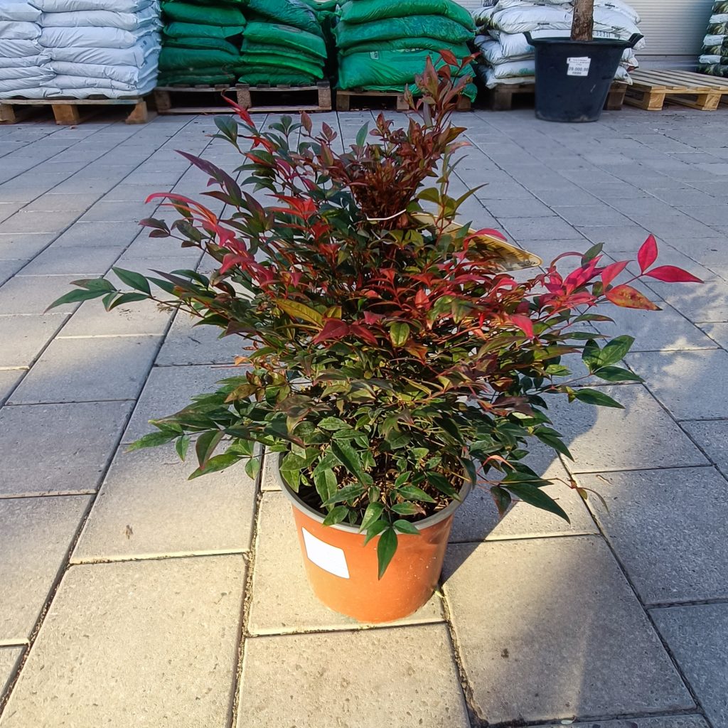 Nandina domestica ‘Obsessed [R]