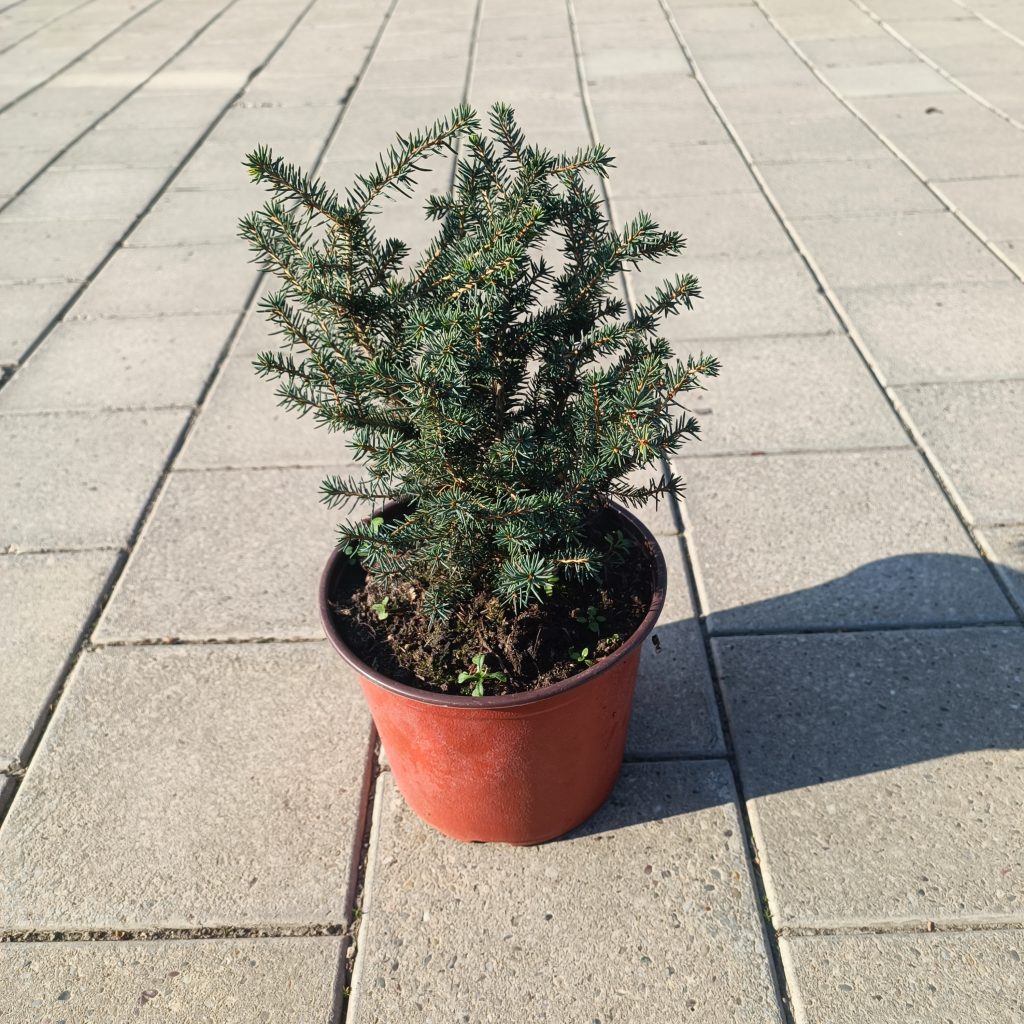 Picea omorika ‘Karel’ 0.2-0.4 17