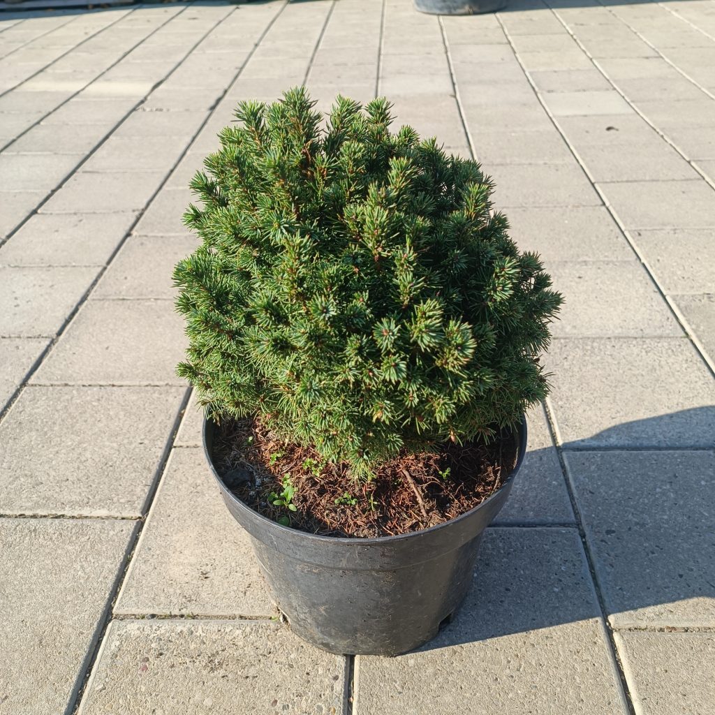 Picea glauca ‘Alberta Globe’ 0.3-0.5