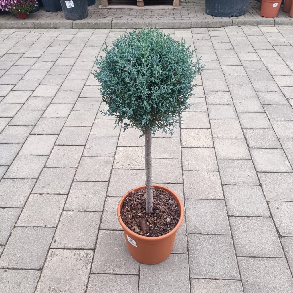 Cupressus arizonica ‘Fastigiata’ LV 9 Mini Alberetto