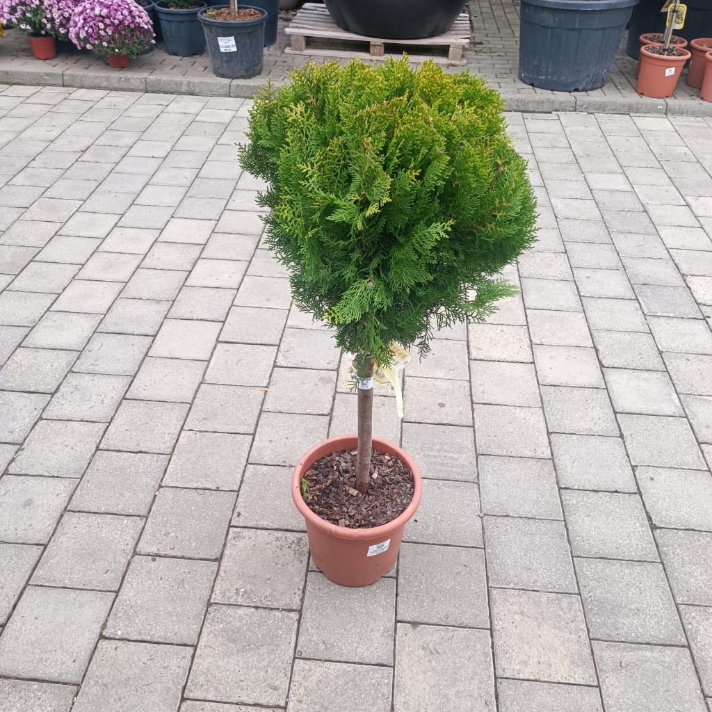 Thuja orientalis ‘Compacta Aurea Nana’ LV 9 Mini Alberetto
