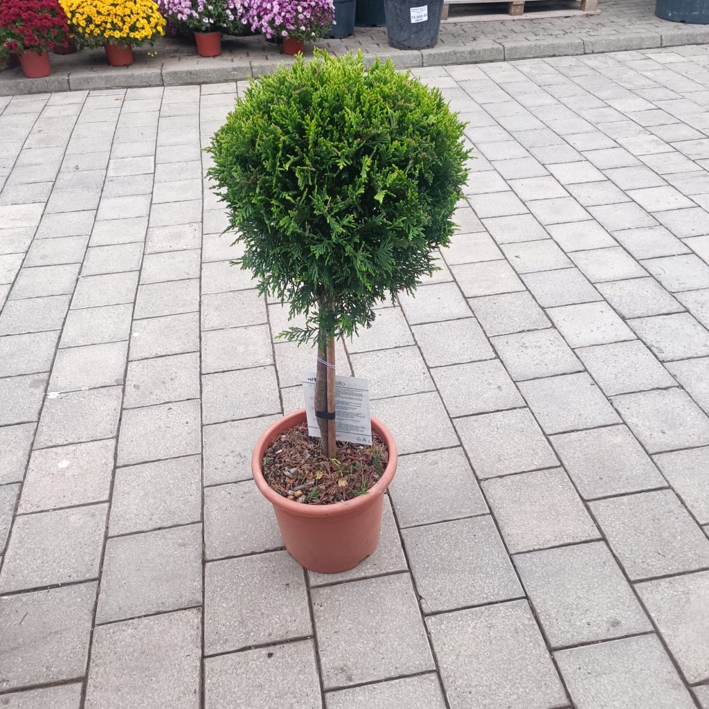 Cupressocyparis leylandii ‘Castlewellan Gold