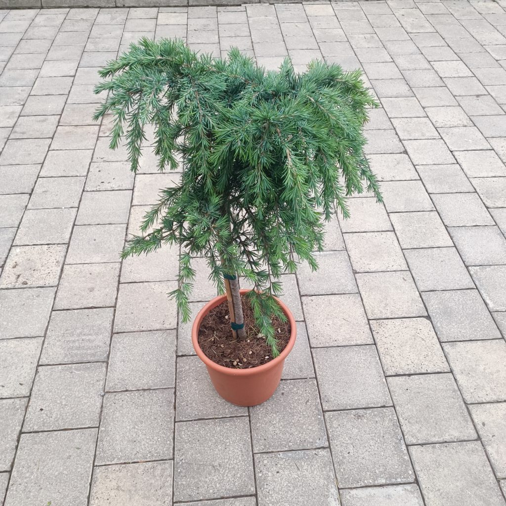 Cedrus deodara ‘Feelin Blue’ [®] LV 9 Mini Alberetto