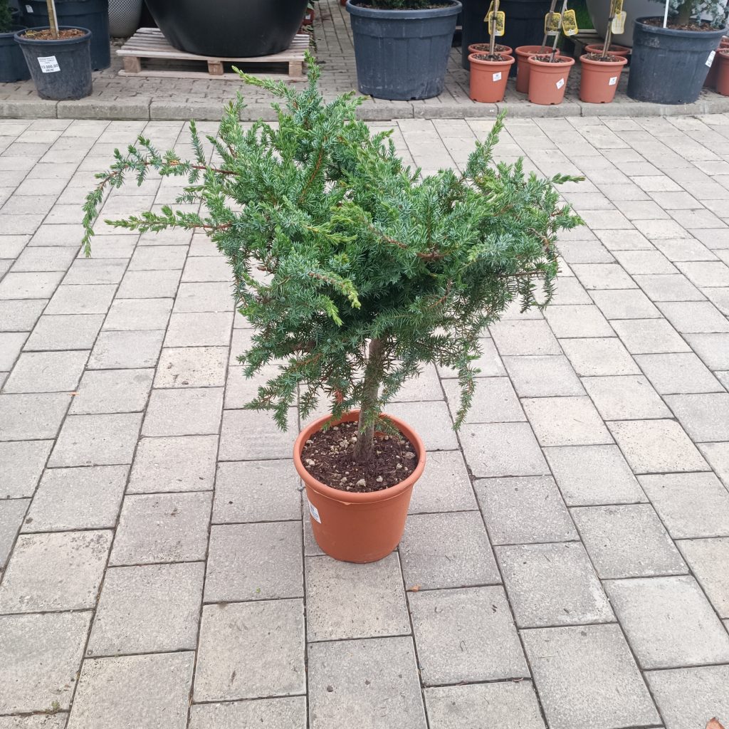 Juniperus conferta ‘Schlager’ LV 9 Mini Alberetto