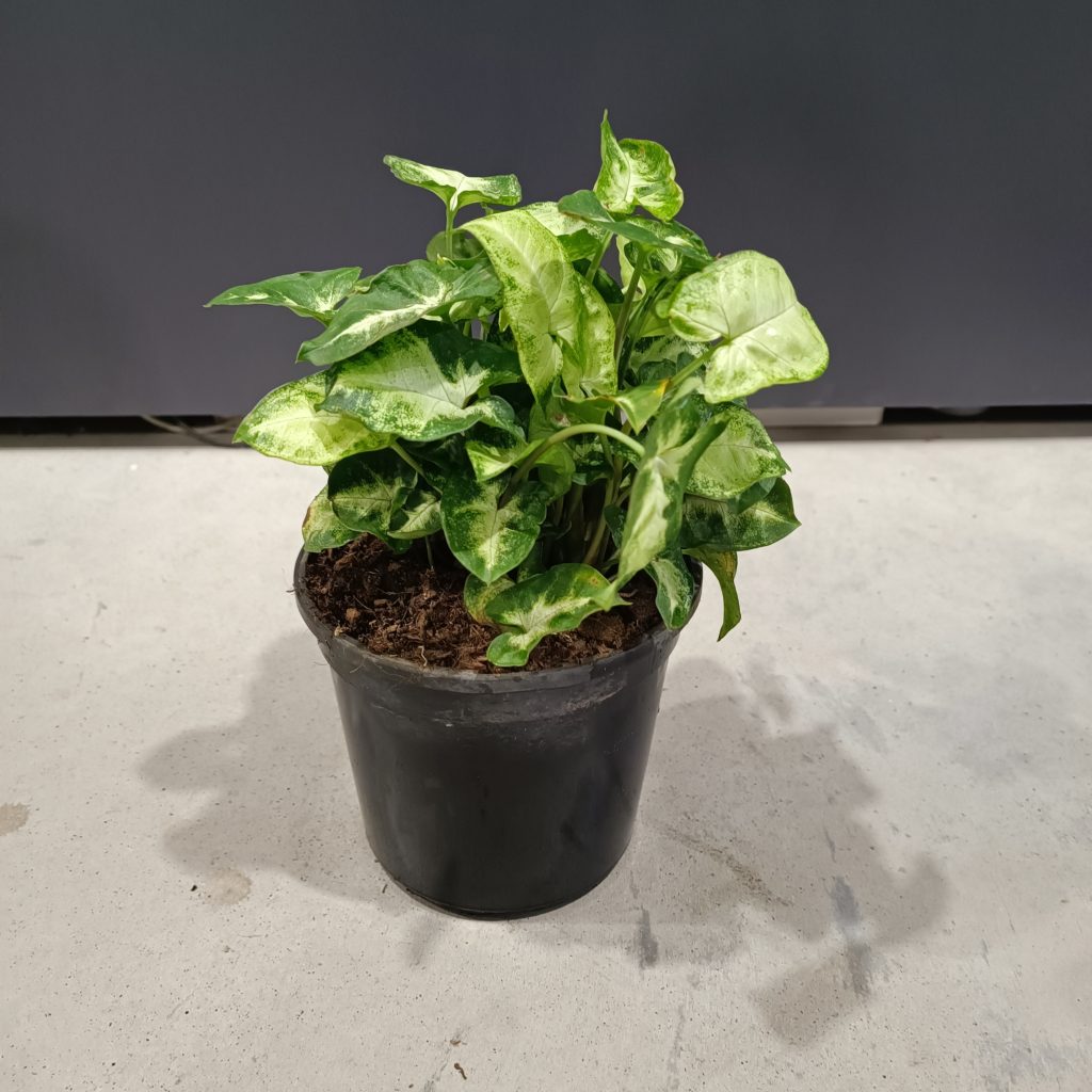 Syngonium mix