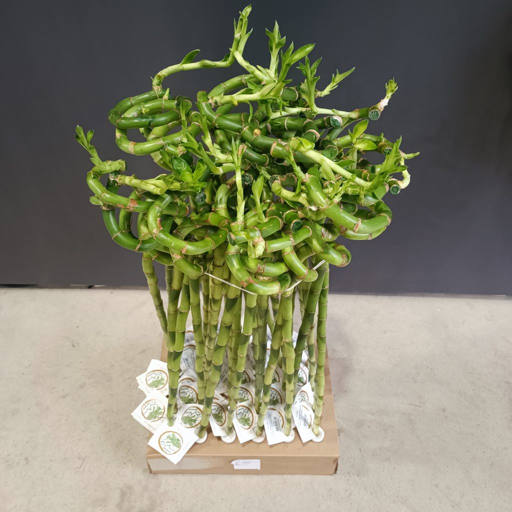 Dracaena Lucky Bamboo Spiral – Srećni bambus