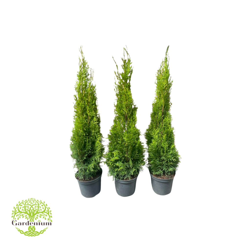 Thuja Smaragd – Tuja Smaragd