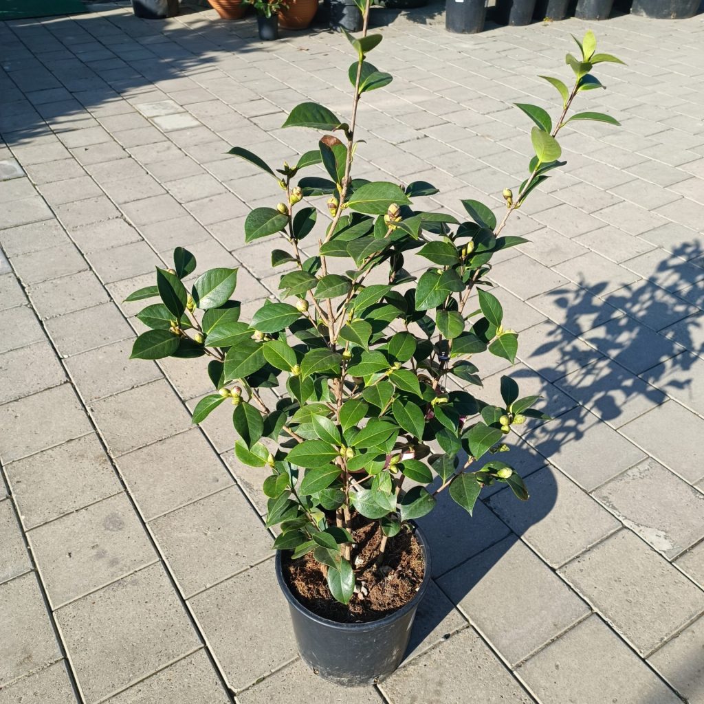 Kamelija (Camellia japonica) CLT .7