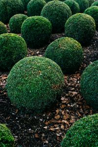 Vibrant round boxwood shrubs in a garden setting, showcasing lush, green foliage.