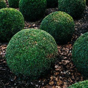 Vibrant round boxwood shrubs in a garden setting, showcasing lush, green foliage.