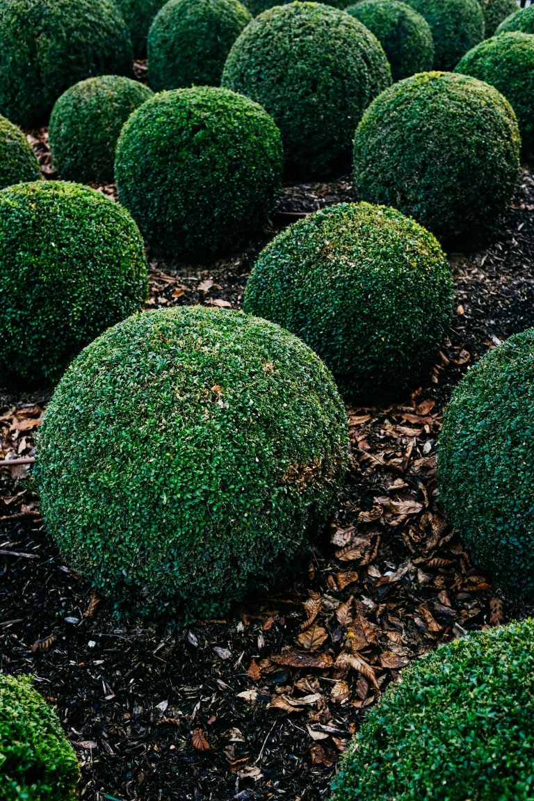 Vibrant round boxwood shrubs in a garden setting, showcasing lush, green foliage.
