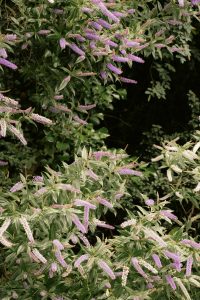 Beautiful purple Buddleia flowers in full bloom against lush green foliage in Scotland.