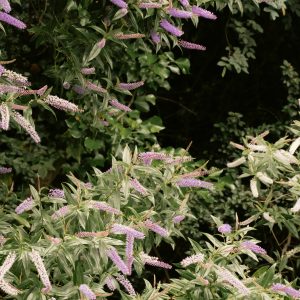 Beautiful purple Buddleia flowers in full bloom against lush green foliage in Scotland.