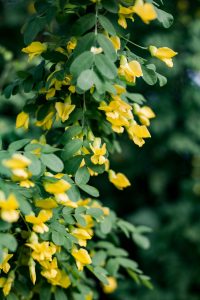 Close-up of a Siberian Peashrub with vibrant yellow blooms and lush green leaves.