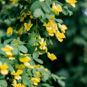 Close-up of a Siberian Peashrub with vibrant yellow blooms and lush green leaves.