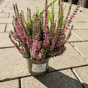 Calluna - Kaluna