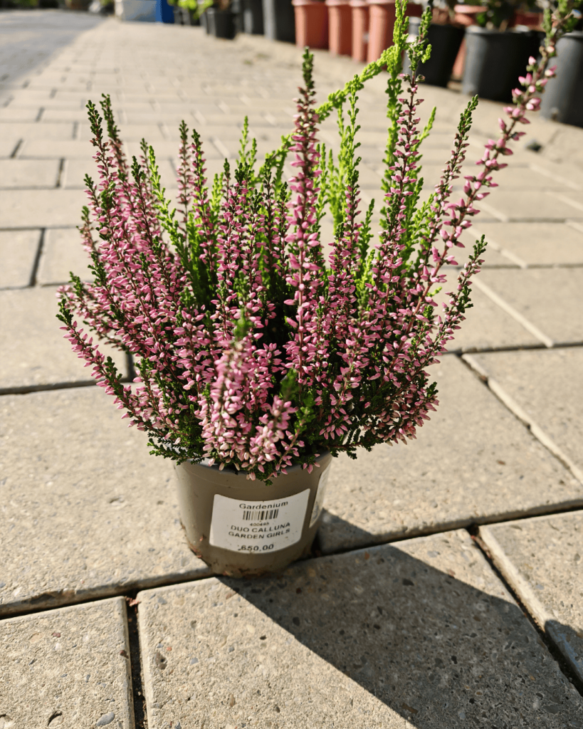 Calluna – Kaluna