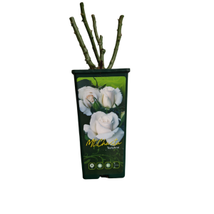 Ruža kontejner -  Mt. Shasta (Tea Hybrid)