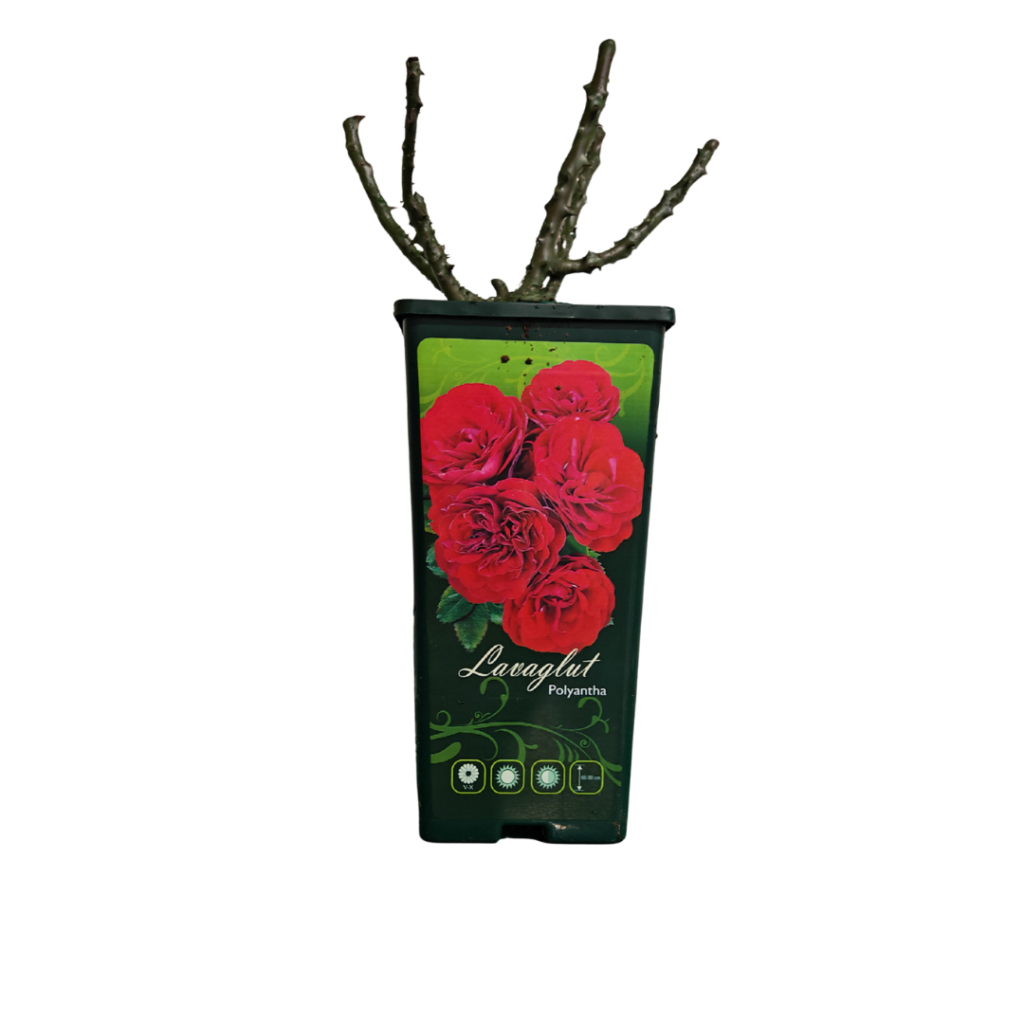 Ruža kontejner – Lavaglut (Polyantha)
