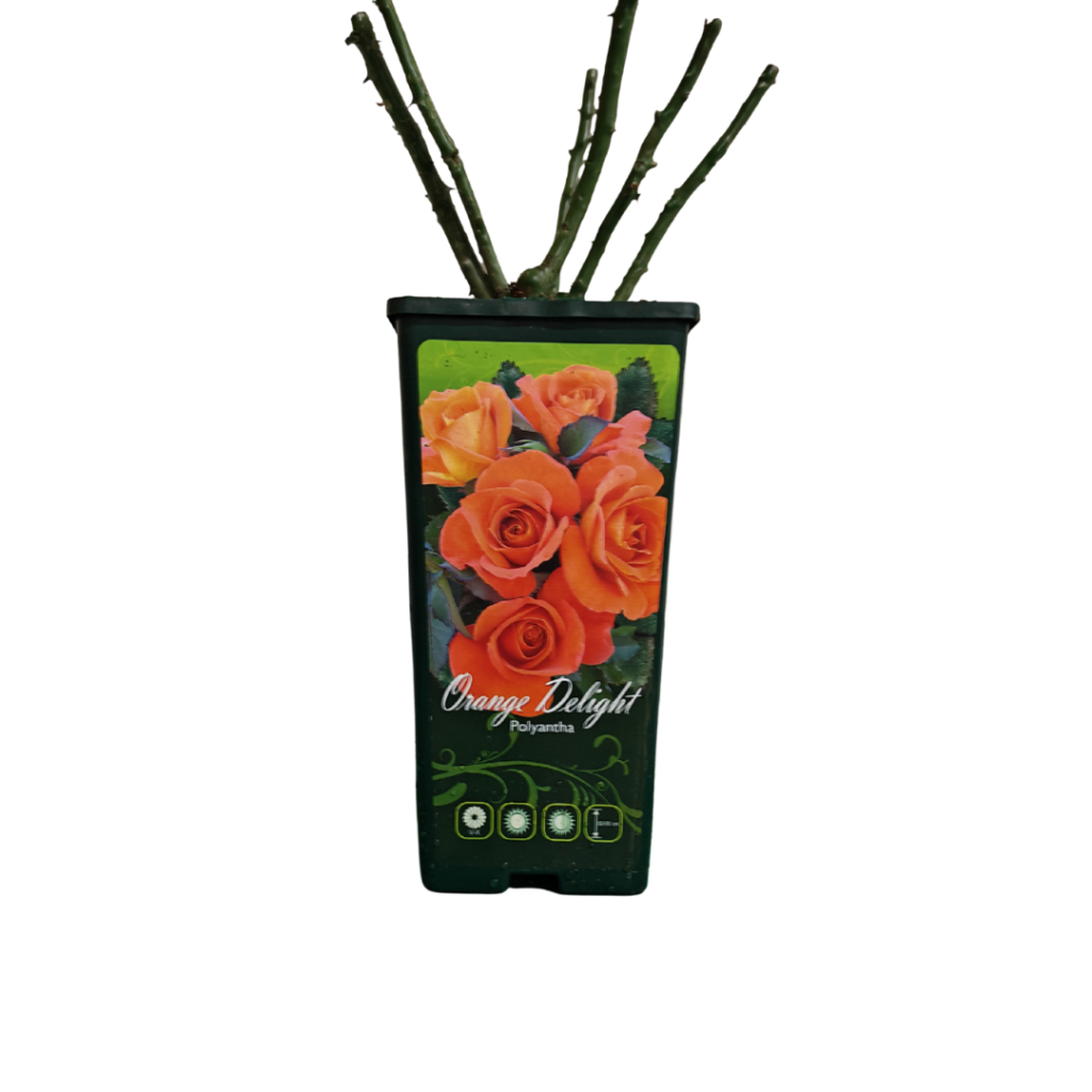 Ruža kontejner – Orange Delight (Polyantha)