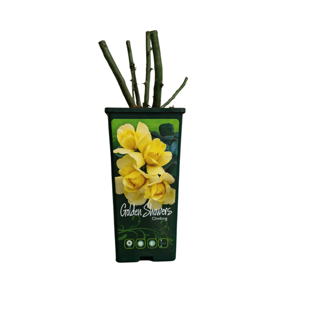 Ruža kontejner – Golden Showers (Climbing)