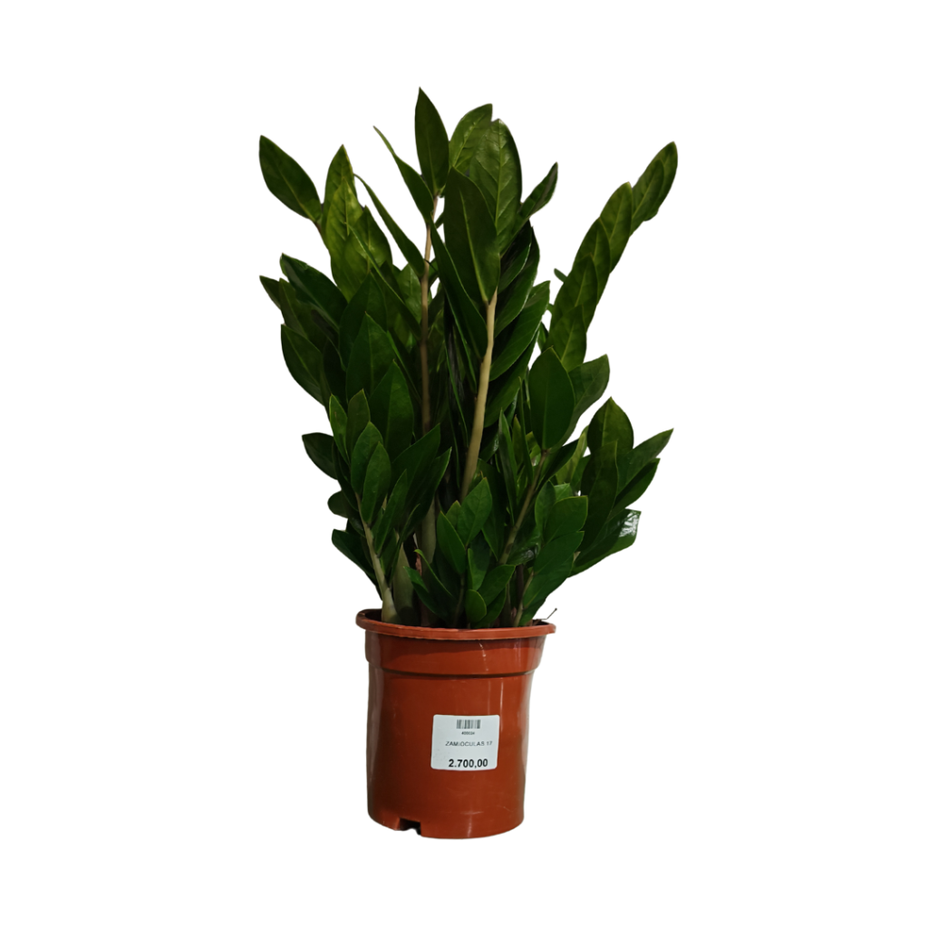 Zamioculcas zamiifolia (Zamija)
