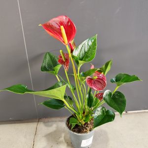 ANTHURIUM 14