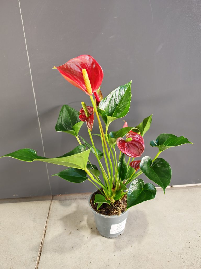 ANTHURIUM 14