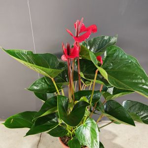 ANTHURIUM MADURAL