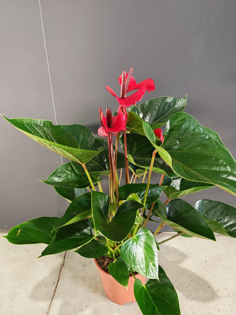 ANTHURIUM MADURAL