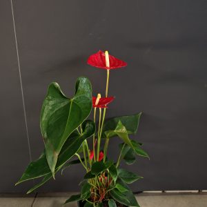Anthurium Madural 17/60